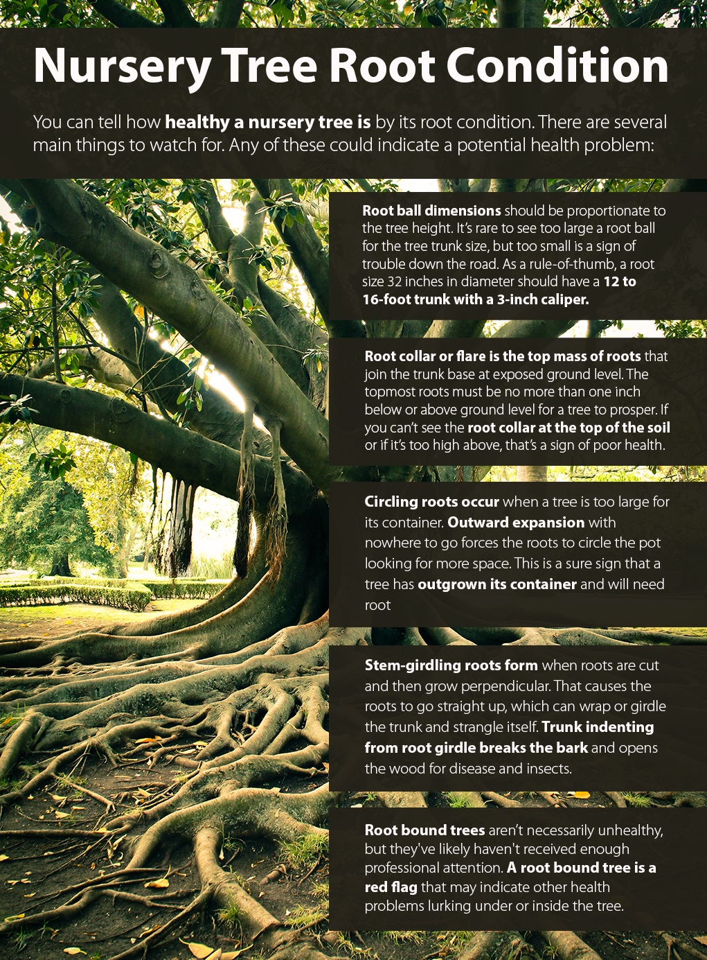 choosing a tree from a nursery