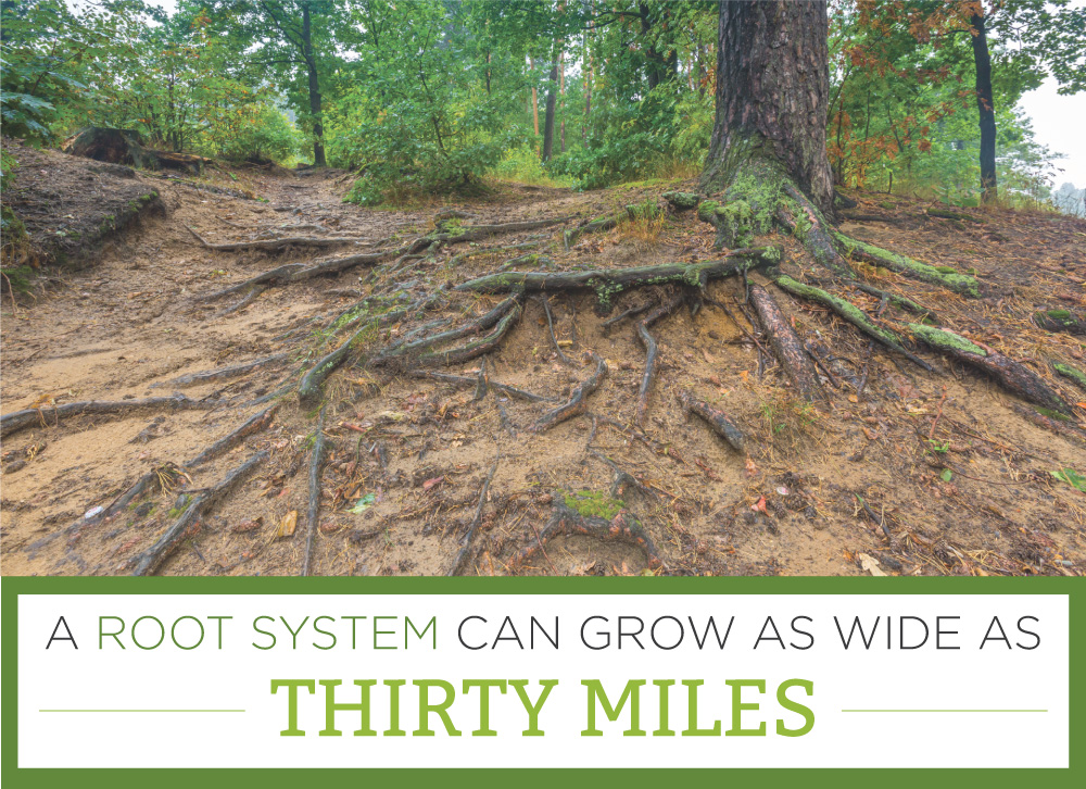 root systems